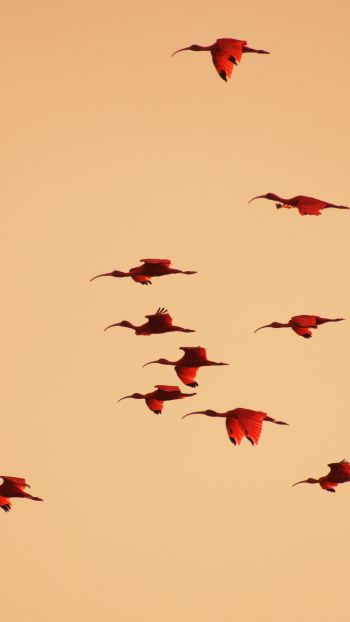 birds, flight, room Wallpaper 1080x1920