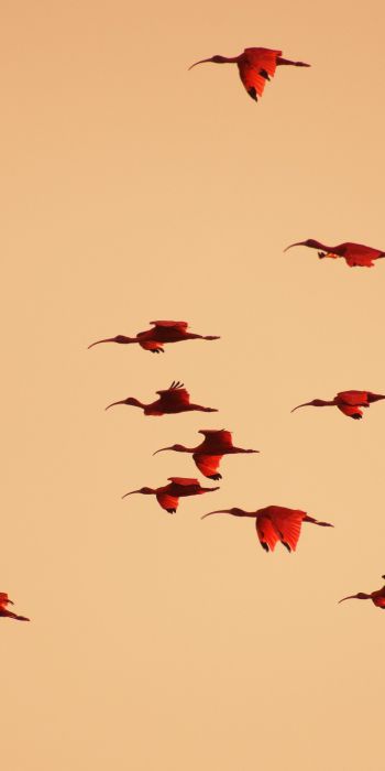 birds, flight, room Wallpaper 720x1440