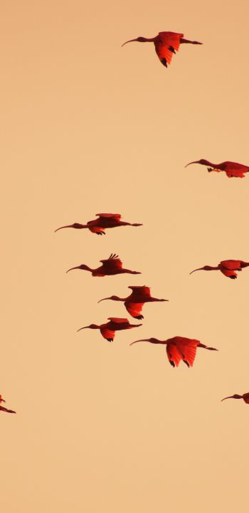 birds, flight, room Wallpaper 1440x2960