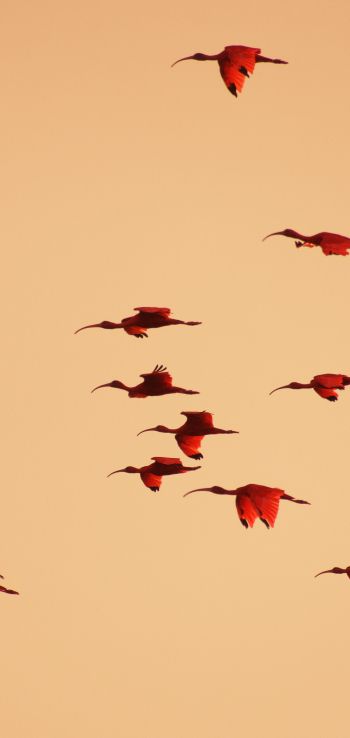 birds, flight, room Wallpaper 1080x2280