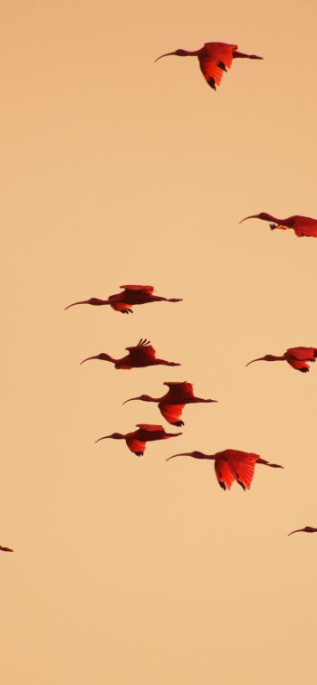 birds, flight, room Wallpaper 828x1792