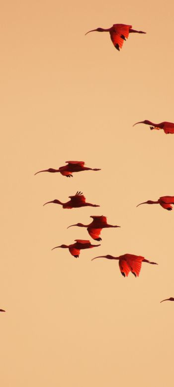 birds, flight, room Wallpaper 720x1600