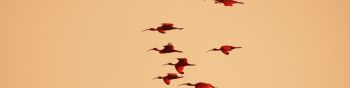 birds, flight, room Wallpaper 1590x400