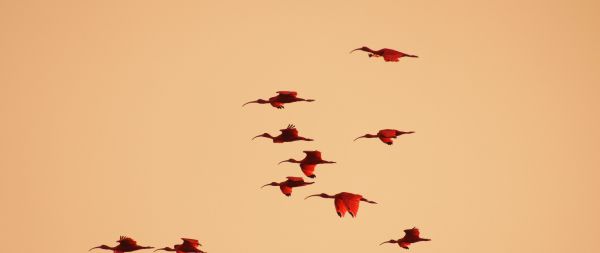 birds, flight, room Wallpaper 2560x1080