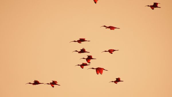birds, flight, room Wallpaper 1366x768
