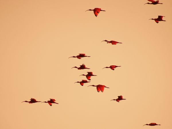 birds, flight, room Wallpaper 1024x768