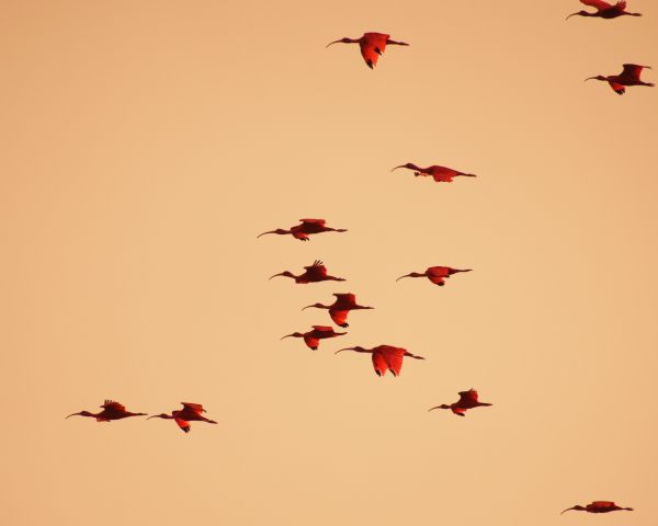 birds, flight, room Wallpaper 1280x1024