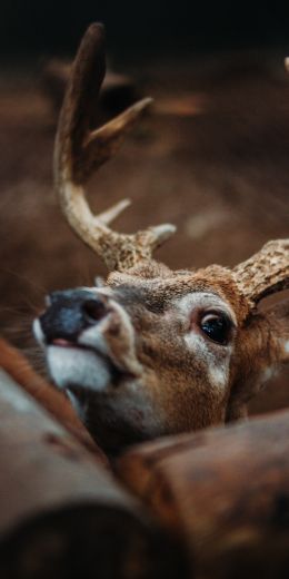 deer, look Wallpaper 720x1440