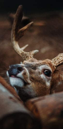 deer, look Wallpaper 1080x2220