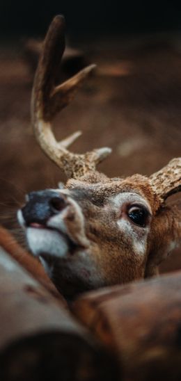 deer, look Wallpaper 1440x3040