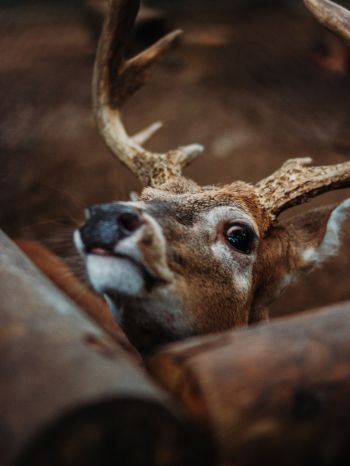 deer, look Wallpaper 1620x2160
