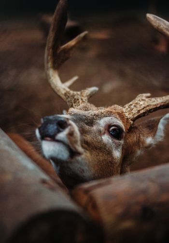 deer, look Wallpaper 1668x2388
