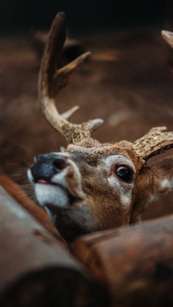 deer, look Wallpaper 640x1136