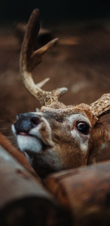 deer, look Wallpaper 1080x2220