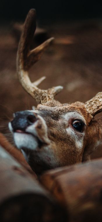 deer, look Wallpaper 828x1792