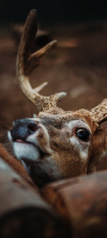 deer, look Wallpaper 1080x2400