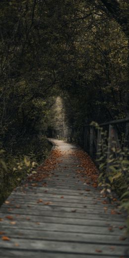 bridges, bridge, forest Wallpaper 720x1440