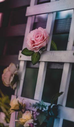 pink rose, rose Wallpaper 600x1024