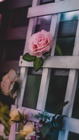 pink rose, rose Wallpaper 640x1136