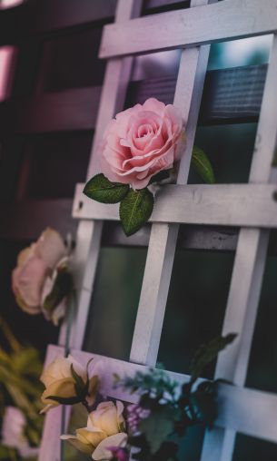 pink rose, rose Wallpaper 1200x2000