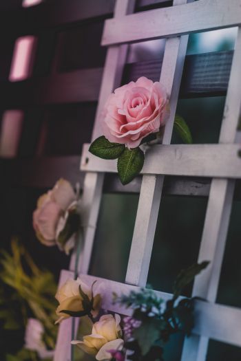 pink rose, rose Wallpaper 640x960