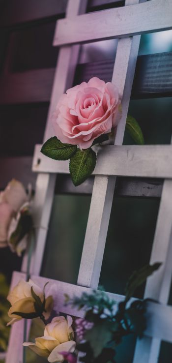 Обои 1080x2280 розовая роза, роза