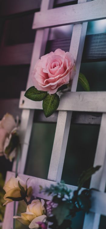 pink rose, rose Wallpaper 1125x2436