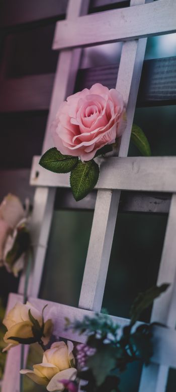 pink rose, rose Wallpaper 1440x3200