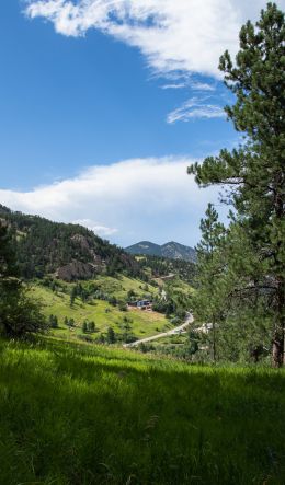 conifer, mountains Wallpaper 600x1024