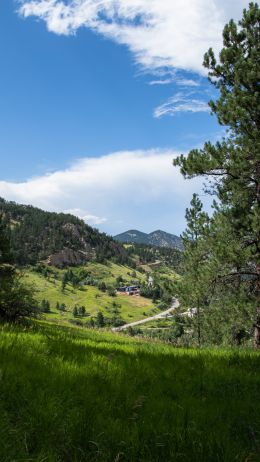 conifer, mountains Wallpaper 750x1334