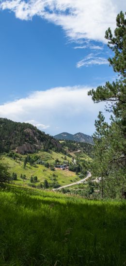 conifer, mountains Wallpaper 1440x3040