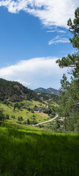 conifer, mountains Wallpaper 1440x3200