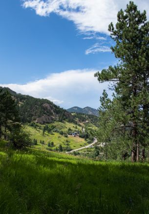 conifer, mountains Wallpaper 1640x2360