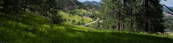 conifer, mountains Wallpaper 1590x400