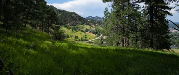 conifer, mountains Wallpaper 3440x1440