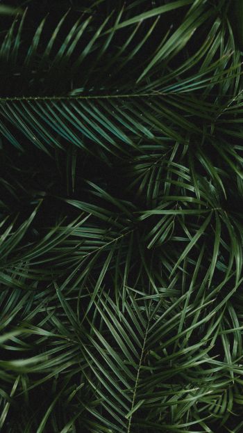 leaves, green Wallpaper 1080x1920
