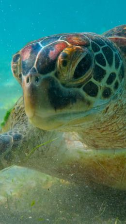 turtle, underwater Wallpaper 640x1136