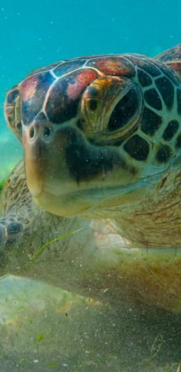 turtle, underwater Wallpaper 1080x2220