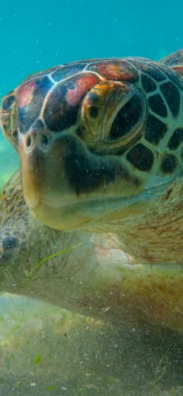 turtle, underwater Wallpaper 828x1792