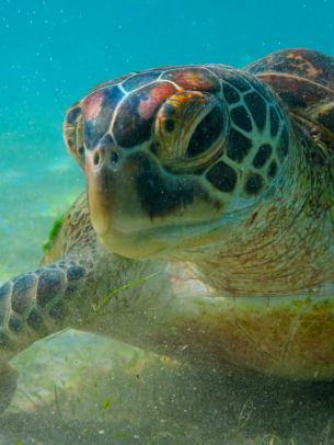 turtle, underwater Wallpaper 1536x2048