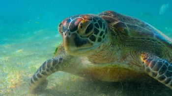 turtle, underwater Wallpaper 3840x2160