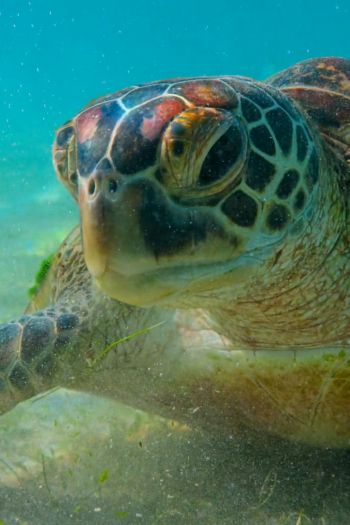 turtle, underwater Wallpaper 640x960