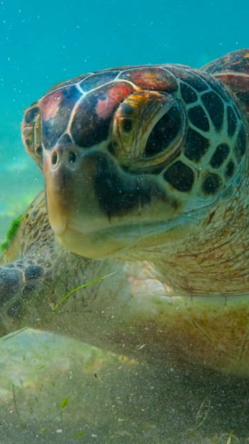 turtle, underwater Wallpaper 1080x1920