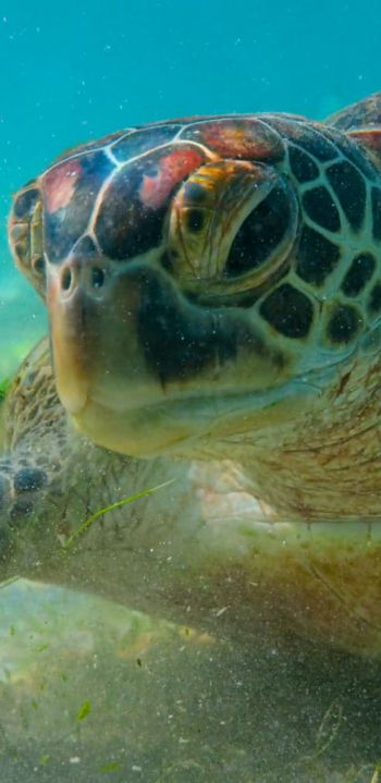 turtle, underwater Wallpaper 1080x2220