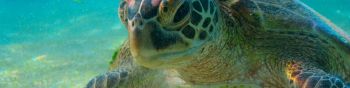 turtle, underwater Wallpaper 1590x400