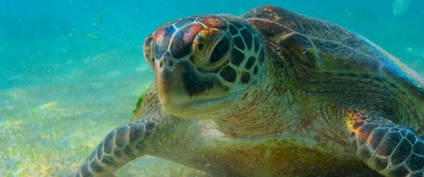 turtle, underwater Wallpaper 3440x1440