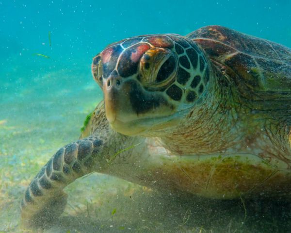 turtle, underwater Wallpaper 1280x1024