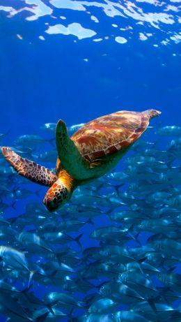 turtle, school of fish Wallpaper 640x1136