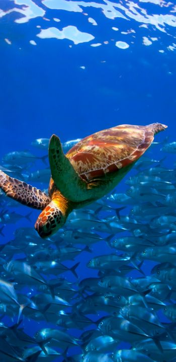 turtle, school of fish Wallpaper 1440x2960