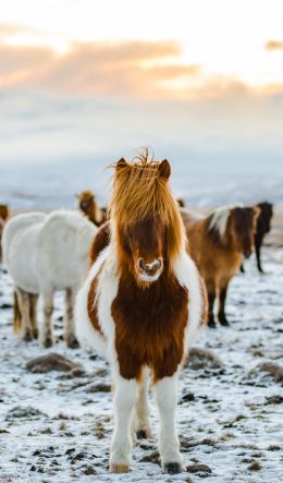 herd of horses, highlands Wallpaper 600x1024